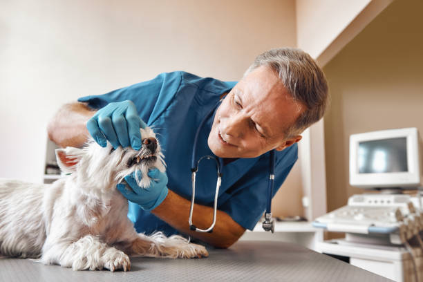 Best Emergency Denture Repair in Hamlet, IN
